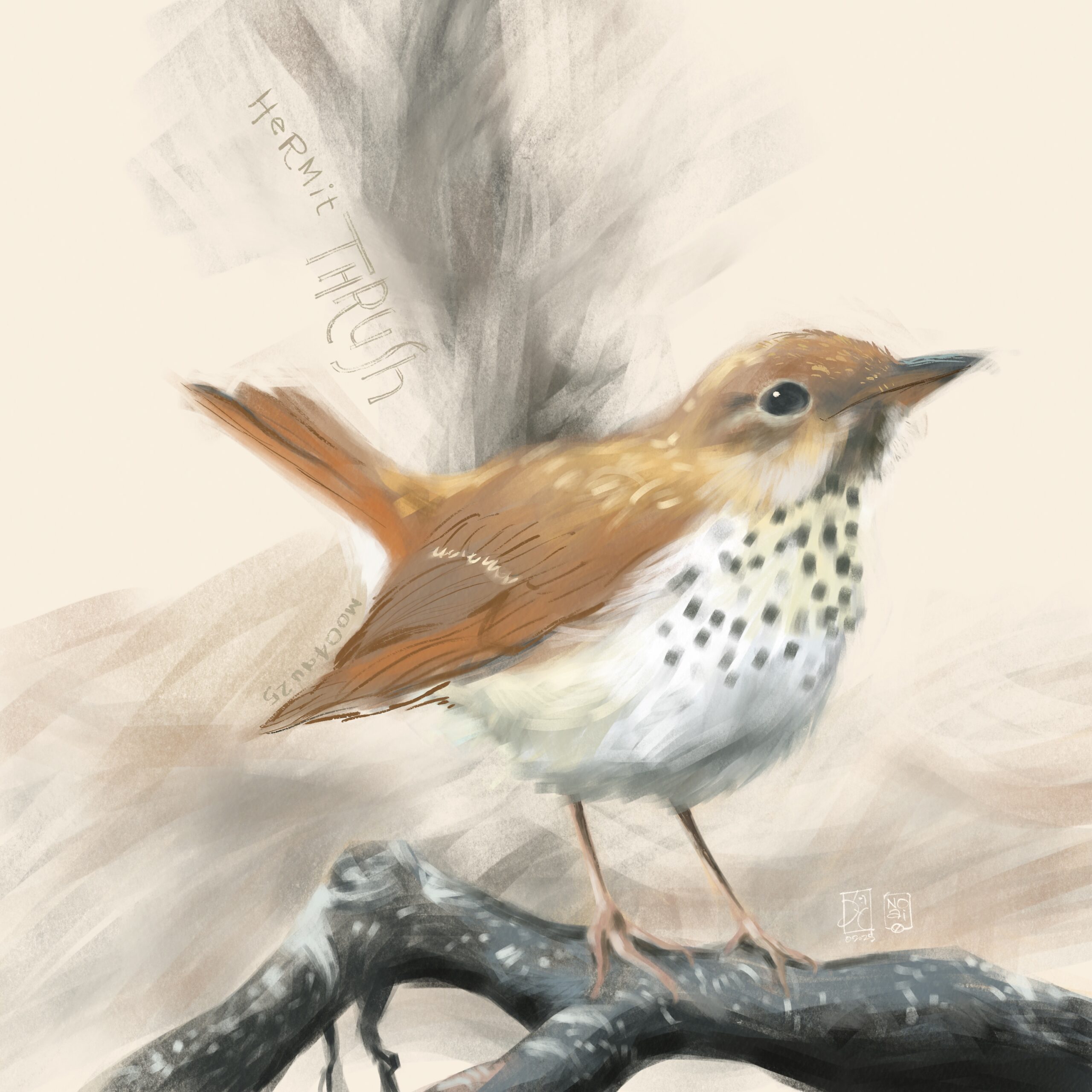 Hermit Thrush digital painting